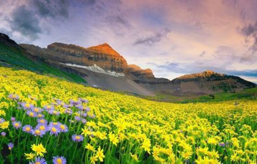 Valley of Flowers