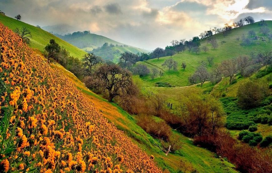 Valley of Flowers