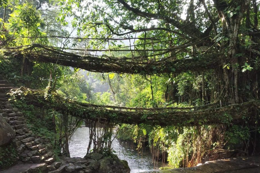 The living bridges of Meghalaya