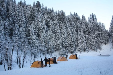 Kedarkantha pine forest