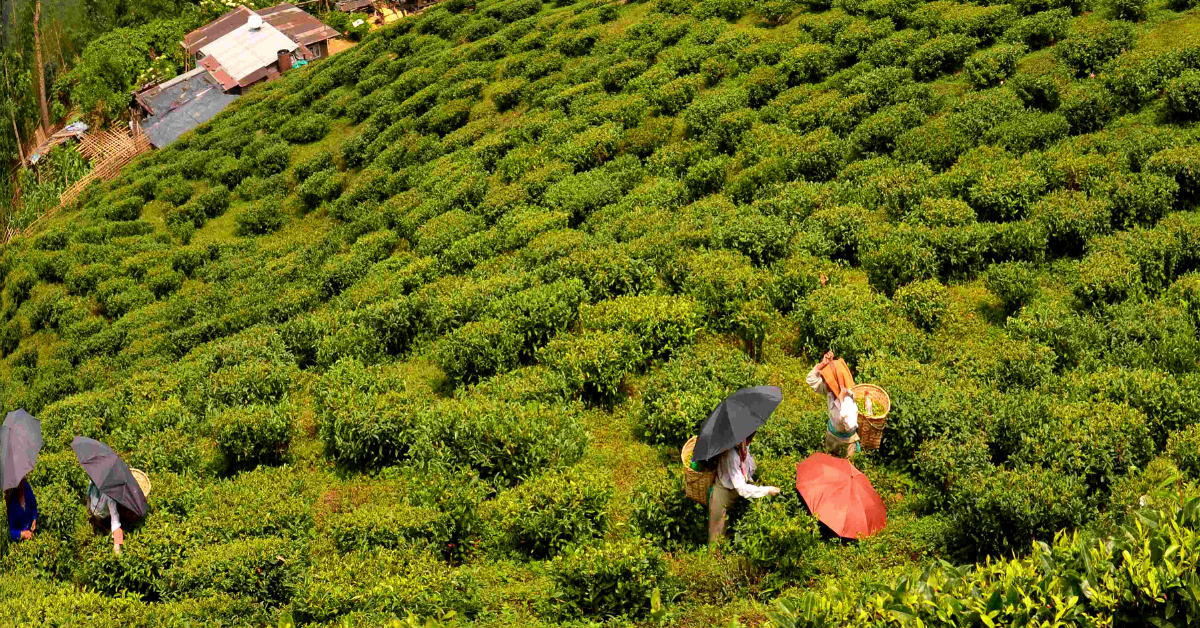 Darjeeling Hills