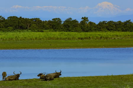 Kaziranga National Park Assam