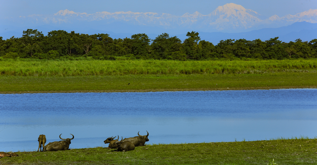 Kaziranga National Park Assam