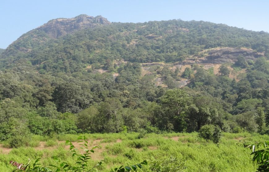 Dudhsagar Falls And Spice Plantation Tour Goa